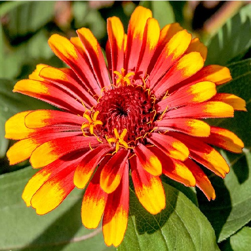 Mexican Zinnia (Zinnia haageana) in garden, Moscow region, Russia.jpg