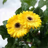 yellow gerbera daisy 1.png