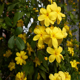 yellow jasmine1.png