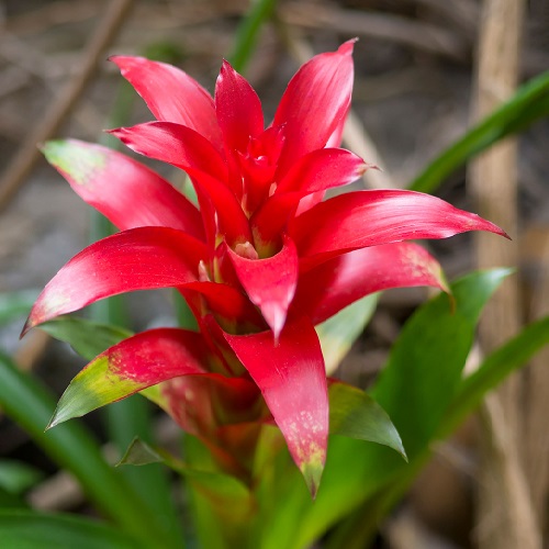 bromeliad 1.jpg