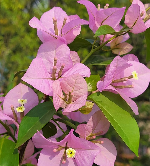 bougainvillea1.jpg