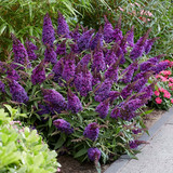 buddleia 1.jpg