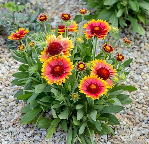 gaillardia1.jpg