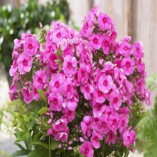 phlox flower1.jpg