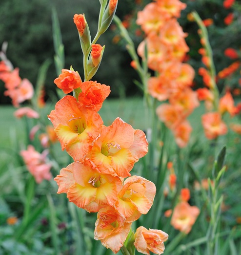 gladiolus1.jpg