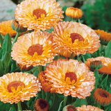 calendula1.png