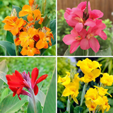 canna lily1.png