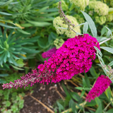 pink buddleia1.png