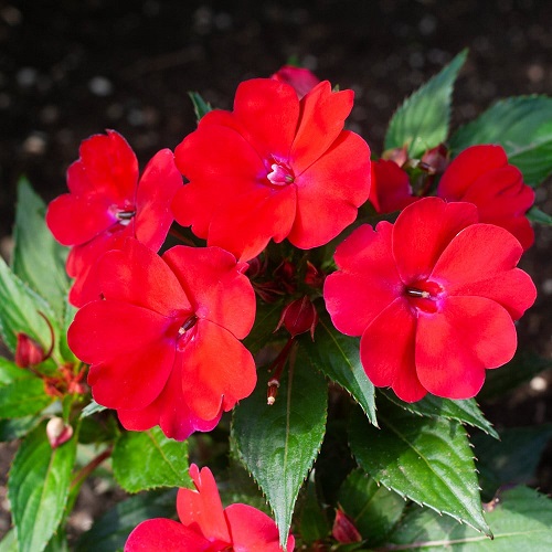 red impatiens 1.jpg
