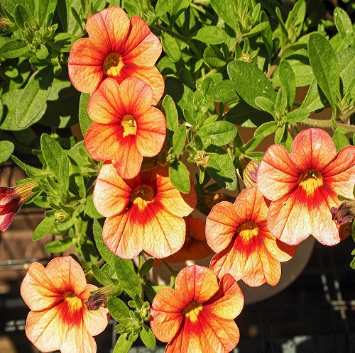 orange petunia1.jpg