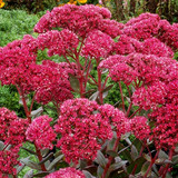 sedum 1.jpg