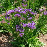 Tema, Nezahat Gokyigit Park, Kucukbakkalkoy, Istanbul.jpg