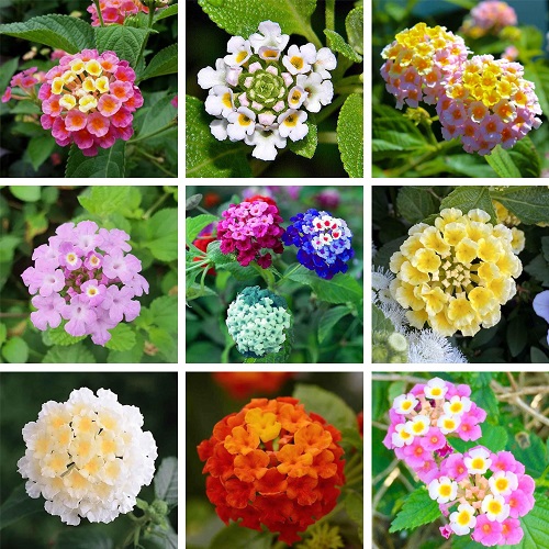 lantana 1.jpg