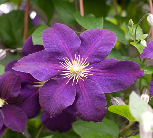 clematis1.jpg