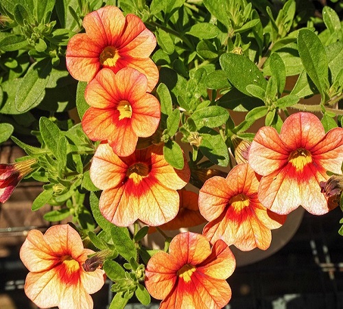 orange petunia1.jpg
