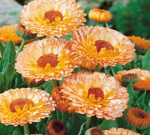 calendula1.jpg