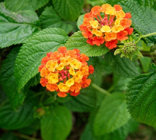 Lantana, Wild sage, Cloth of gold, Lantana camara Flower in the garden in italy.jpg