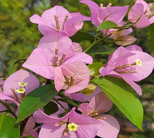 bougainvillea1.jpg