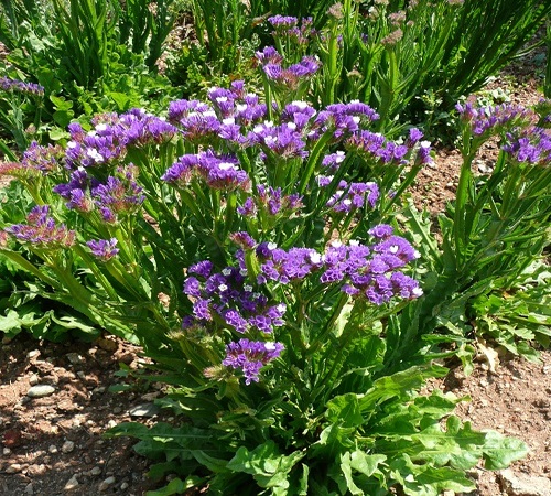 Tema, Nezahat Gokyigit Park, Kucukbakkalkoy, Istanbul.jpg
