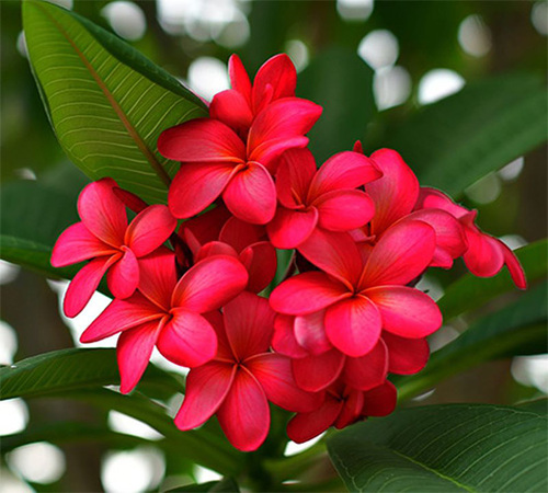 plumeria1.jpg