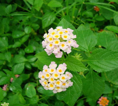 white lantana 2.jpg