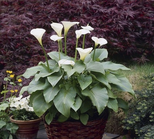 white calla lily 1.jpg