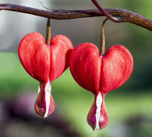 red bleeding heart1.jpg