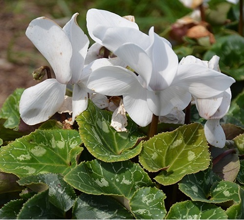 white cyclamen1.jpg