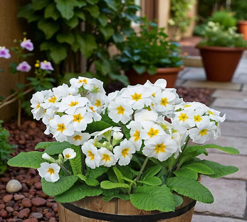 white primrose2.jpg