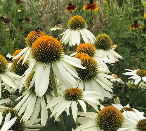 white echinacea1.jpg