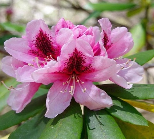 rhododendron 1.jpg