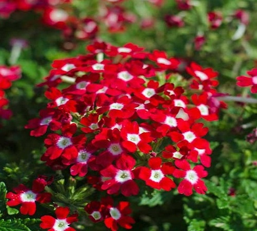red verbena1.jpg
