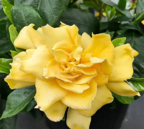 yellow gardenia.jpg