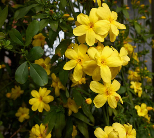 yellow jasmine1.jpg