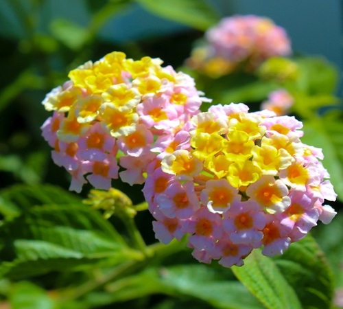 white lantana.jpg