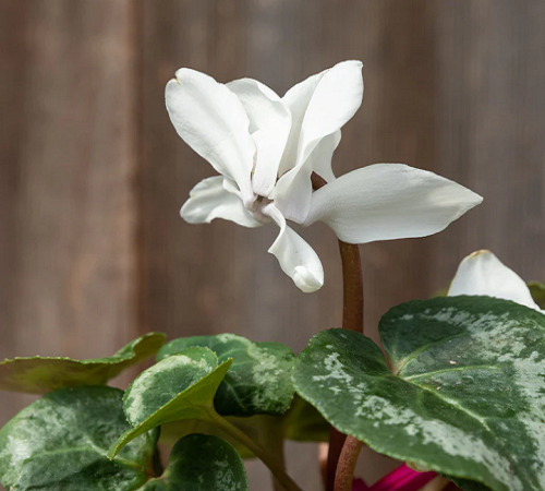 white cyclamen3.jpg