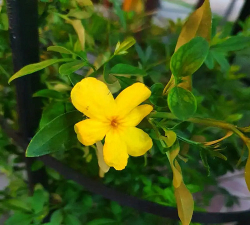 yellow jasmine3.jpg