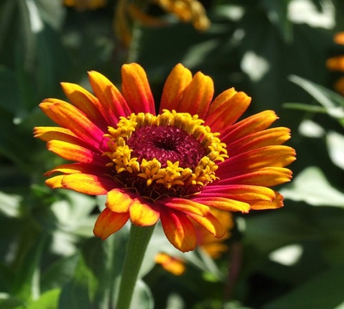 zinnia 3.jpg