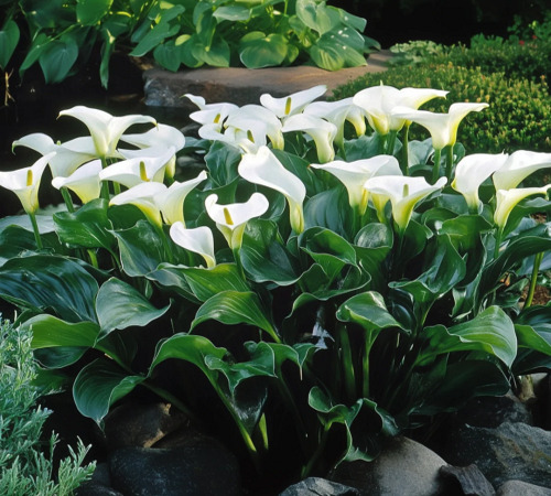 white calla lily 3.jpg