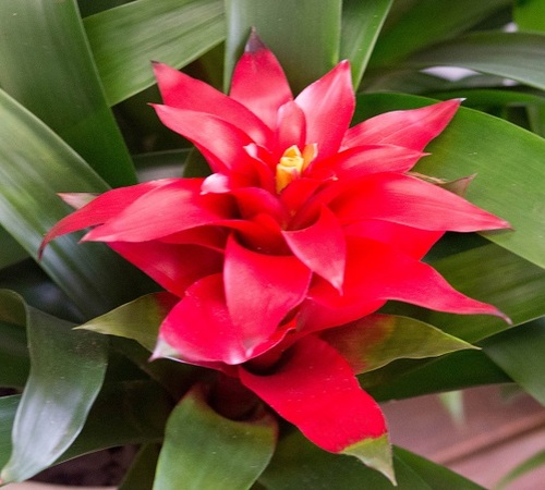 bromeliad 3.jpg