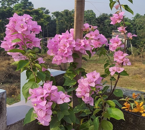 bougainvillea3.jpg