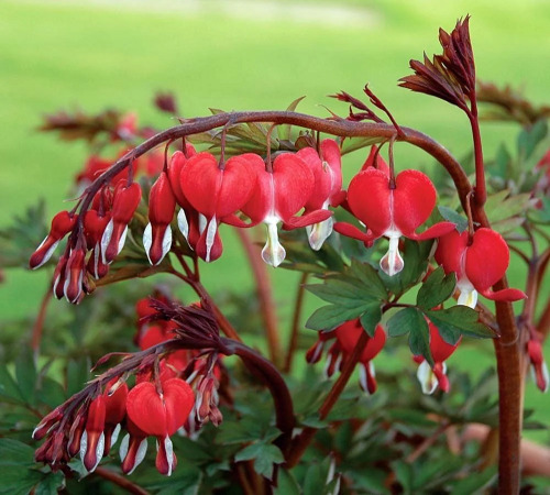 red bleeding heart2.jpg