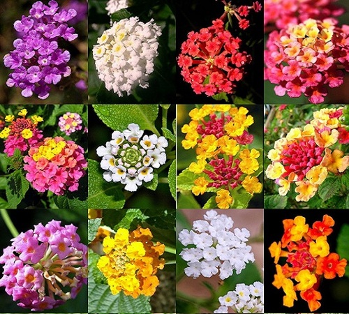 lantana 2.jpg