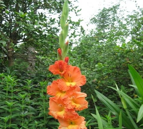 gladiolus3.jpg