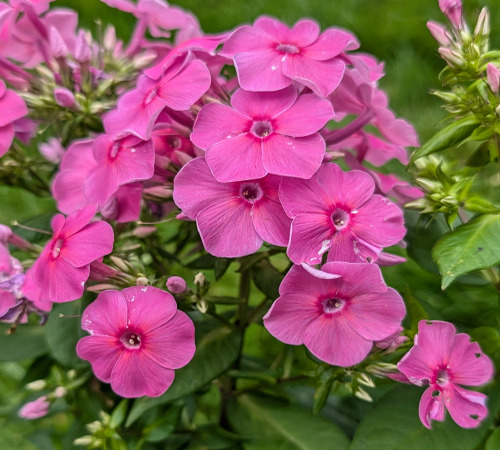 phlox flower2.jpg