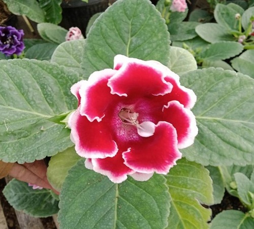 gloxinia3.jpg