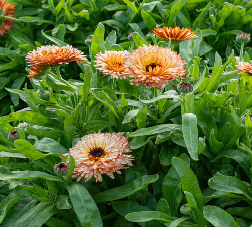 calendula3.jpg