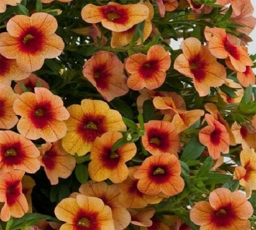 orange petunia3.jpg