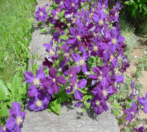 clematis3.jpg