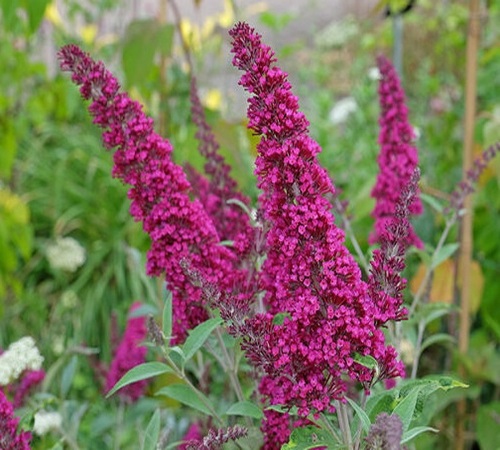 pink buddleia3.jpg